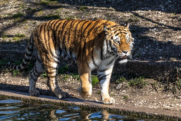 Siberische Tijger Panthera Tigris Altaica Grootste Kat Ter Wereld — Stockfoto