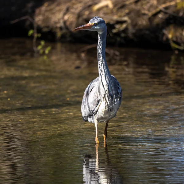 Graureiher Ardea Cinerea Ein Massiver Grauer Vogel Der Durch Einen — Stockfoto