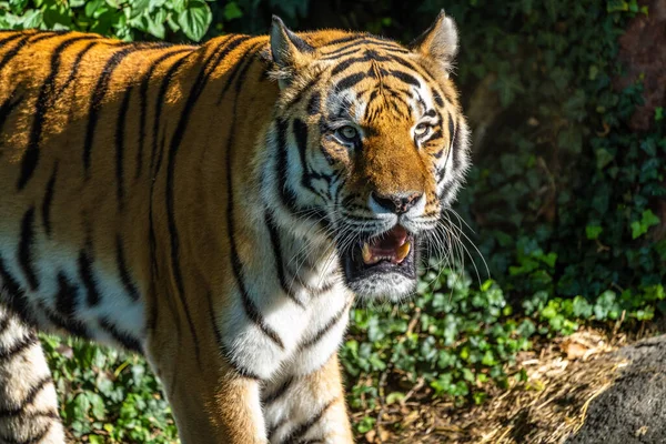 Den Sibiriska Tigern Panthera Tigris Altaica Den Största Katten Världen — Stockfoto