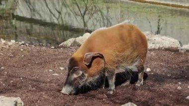 Kızıl nehir domuzu, Potamochoerus porcus, ayrıca çalı domuzu olarak da bilinir. Bu domuzun yer altında yiyecek bulmak için keskin bir koku alma duyusu var..
