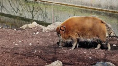 Kızıl nehir domuzu, Potamochoerus porcus, ayrıca çalı domuzu olarak da bilinir. Bu domuzun yer altında yiyecek bulmak için keskin bir koku alma duyusu var..