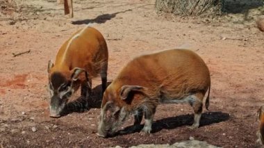 Kızıl nehir domuzu, Potamochoerus porcus, ayrıca çalı domuzu olarak da bilinir. Bu domuzun yer altında yiyecek bulmak için keskin bir koku alma duyusu var..