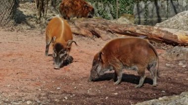Kızıl nehir domuzu, Potamochoerus porcus, ayrıca çalı domuzu olarak da bilinir. Bu domuzun yer altında yiyecek bulmak için keskin bir koku alma duyusu var..
