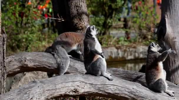 Lémurien Queue Cerclée Lemur Catta Est Grand Primate Strepsirrhinien Lémurien — Video