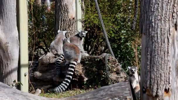 Halka Kuyruklu Lemur Lemur Lemur Catta Uzun Siyah Beyaz Halkalı — Stok video