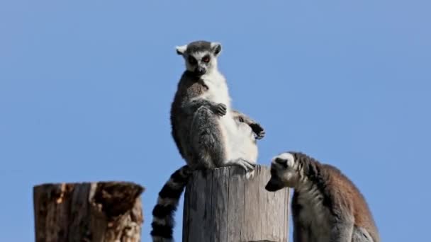 Halka Kuyruklu Lemur Lemur Lemur Catta Uzun Siyah Beyaz Halkalı — Stok video