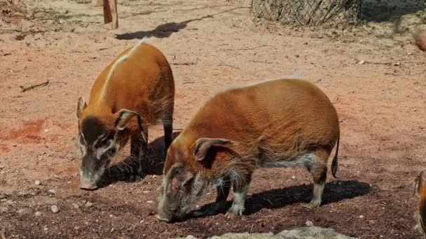 Red River Hog Potamochoerus Porcus Also Known Bush Pig Pig — Stock Video