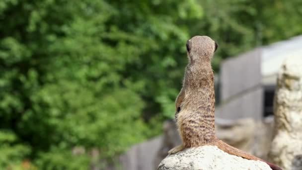 Meerkat Suricata Suricatta Assis Sur Une Pierre Regardant Loin — Video