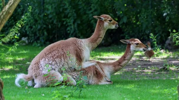 Mating Behavior Vicunas Vicugna Vicugna Relatives Llama Which Live High — Stock Video