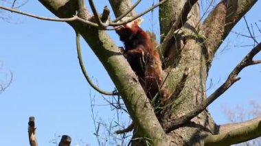 Kırmızı panda, Ailurus fulgens, daha küçük panda ve ağaçta oturan kırmızı kedi ayı olarak da bilinir.