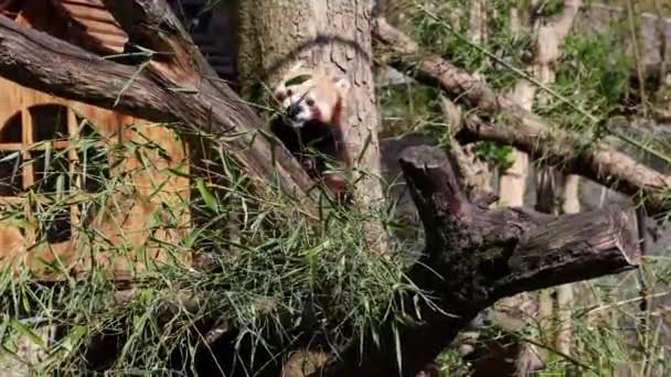 Panda Vermelho Ailurus Fulgens Também Chamado Panda Menor Urso Gato — Vídeo de Stock