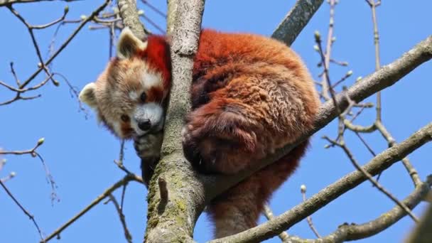 Panda Rojo Ailurus Fulgens También Llamado Panda Menor Oso Gato — Vídeo de stock
