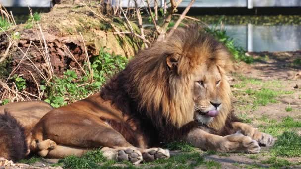 Panthera Leo Dos Quatro Grandes Felinos Gênero Panthera Membro Família — Vídeo de Stock