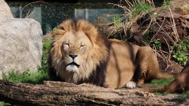 Leeuw Panthera Leo Een Van Vier Grote Katten Uit Familie — Stockvideo