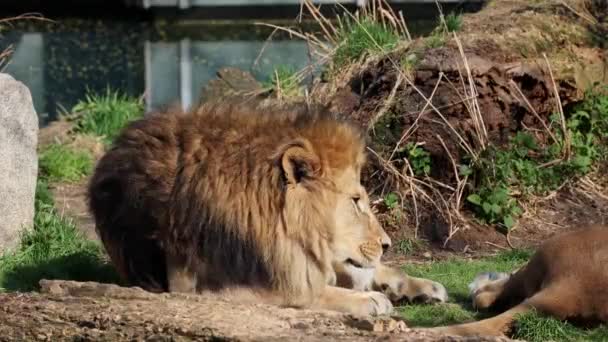 Leone Panthera Leo Uno Dei Quattro Grandi Gatti Del Genere — Video Stock