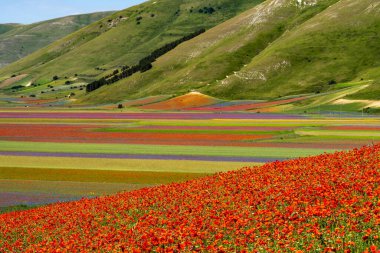 Castelluccio di Norcia 'da gelincikler ve çiçek açan mercimek, ulusal park sibillini dağları, İtalya, Avrupa