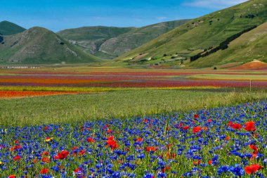 Castelluccio di Norcia 'da gelincikler ve çiçek açan mercimek, ulusal park sibillini dağları, İtalya, Avrupa