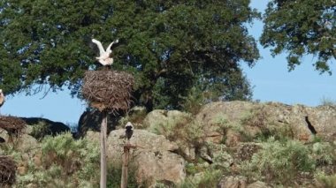Beyaz leylekler, ağustos böceği, yuvada çiftleşiyorlar. Los Barruecos Doğal Anıtı, Malpartida de Caceres, Extremadura, İspanya 'da çiftleşen vahşi hayvanlar.