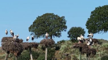 Beyaz leylekler, ağustos böceği, yuvada çiftleşiyorlar. Los Barruecos Doğal Anıtı, Malpartida de Caceres, Extremadura, İspanya 'da çiftleşen vahşi hayvanlar.