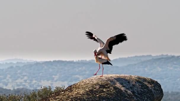 둥지에서 짝짓기를 합니다 Los Barruecos Natural Monument Malpartida Caceres Extremadura — 비디오