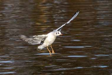 Avrupa ringa martı, Larus argentatus büyük bir martıdır, Batı Avrupa kıyıları boyunca en çok bilinen martılardan biridir.