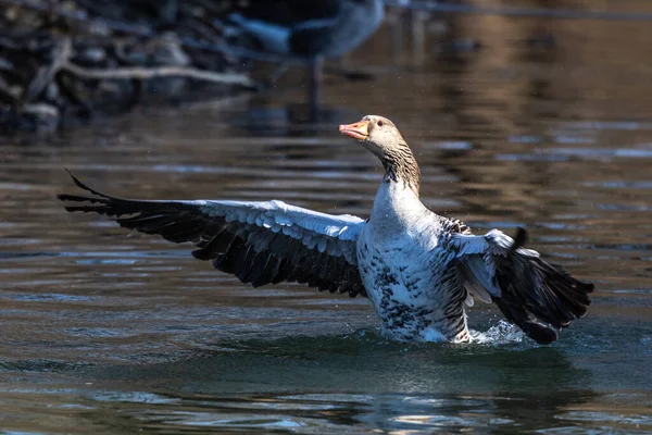 Greylag Goose Spreading Its Wings Water Anser Anser Species Large — Stock Photo, Image