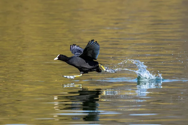 Euraziatische Koet Fulica Atra Die Elkaar Achtervolgen Door Het Water — Stockfoto