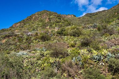 Barranco de Guayadeque 'den Caldera de los Marteles' e yürüyüş, altında kuru tarlalar bulunan volkanik bir alan, Gran Canaria, Kanarya Adası, İspanya, Avrupa