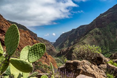 Barranco de Guayadeque 'den Caldera de los Marteles' e yürüyüş, altında kuru tarlalar bulunan volkanik bir alan, Gran Canaria, Kanarya Adası, İspanya, Avrupa