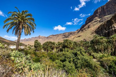İspanya 'nın Gran Canaria adasındaki Arteara' daki Palm Valley 'in kayalık manzarası. Gran Kanarya, Atlantik Okyanusu 'ndaki Kanarya Adaları' nın en kalabalık ikinci adasıdır..