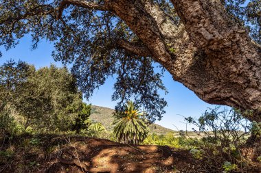 Finca de Osorio Botanik Parkı 'nda, İspanya' daki Gran Canaria Adası yakınlarındaki çiçek ve ağaçlar.