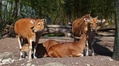 Banteng, Bos javanicus veya Red Bull. Vahşi bir sığır türüdür ama sığır ve bizondan farklı kilit özellikler vardır: hem erkek hem de dişilerde beyaz bir şerit..