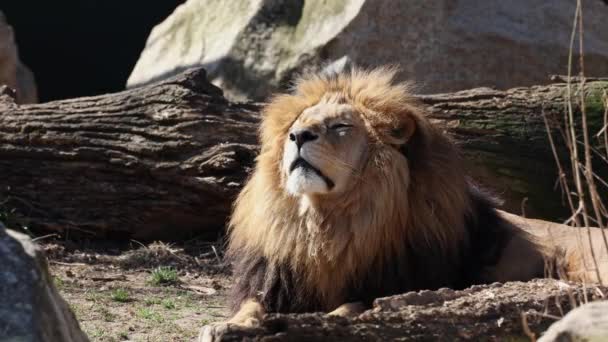 Lev Panthera Leo Jednou Čtyř Velkých Koček Rodu Panthera Členem — Stock video