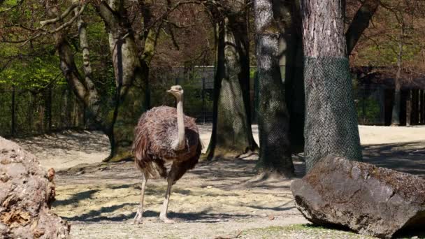 Struthio Camelus 아프리카에 서식하는 못하는 커다란 일종이다 현생하는 타조중 — 비디오