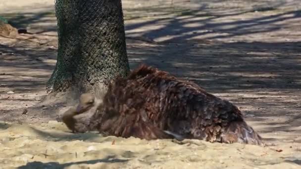 Den Vanliga Strutsen Struthio Camelus Eller Helt Enkelt Strutsen Art — Stockvideo