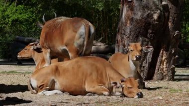 Banteng, Bos javanicus veya Red Bull. Vahşi bir sığır türüdür ama sığır ve bizondan farklı kilit özellikler vardır: hem erkek hem de dişilerde beyaz bir şerit..