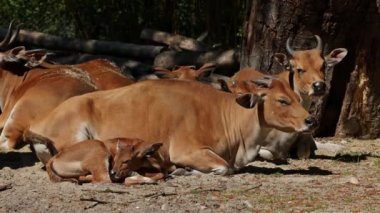 Banteng, Bos javanicus veya Red Bull. Vahşi bir sığır türüdür ama sığır ve bizondan farklı kilit özellikler vardır: hem erkek hem de dişilerde beyaz bir şerit..