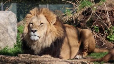 Aslan, Panthera leo, Panthera cinsindeki dört büyük kediden biridir ve Felidae familyasının bir üyesidir..