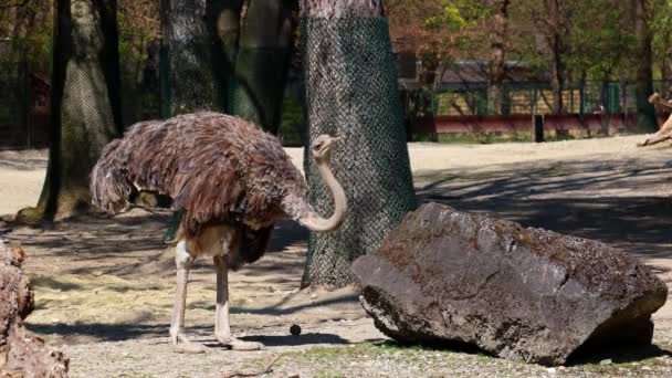 Struś Zwyczajny Struthio Camelus Lub Prostu Struś Jest Gatunkiem Dużego — Wideo stockowe