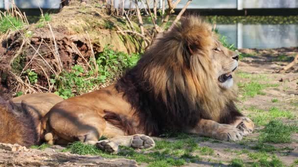 Oroszlán Panthera Leo Panthera Nemzetség Négy Nagymacskájának Egyike Felidae Család — Stock videók