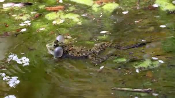 Der Gemeine Frosch Rana Temporaria Ein Einzelnes Reptil Das Wasser — Stockvideo