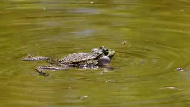 Katak Eropa Rana Temporaria Tunggal Reptil Croaking Water Juga Dikenal — Stok Video