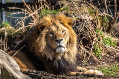 Aslan, Panthera leo, Panthera cinsindeki dört büyük kediden biridir ve Felidae familyasının bir üyesidir..