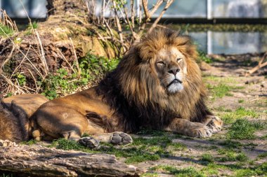 Aslan, Panthera leo, Panthera cinsindeki dört büyük kediden biridir ve Felidae familyasının bir üyesidir..