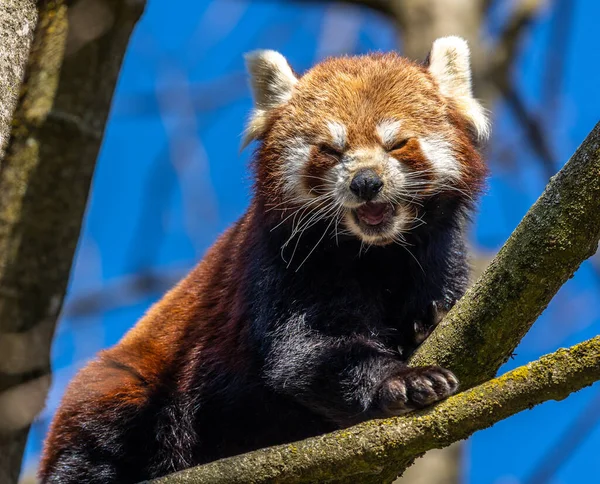 Panda Rouge Ailurus Fulgens Aussi Appelé Petit Panda Chat Ours — Photo