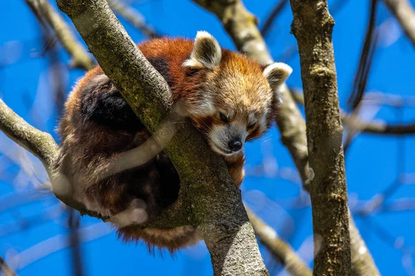 Kırmızı panda, Ailurus fulgens, daha küçük panda ve kırmızı kedi ayı olarak da bilinir..