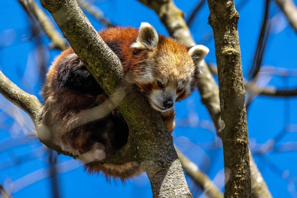 Panda Rouge Ailurus Fulgens Aussi Appelé Petit Panda Chat Ours — Photo