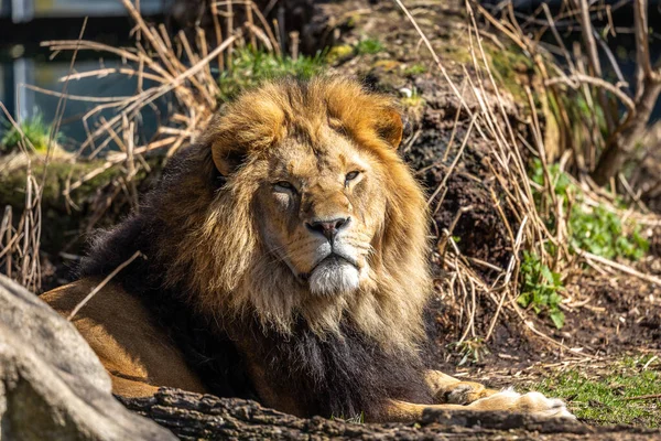 Lion Panthera Leo One Four Big Cats Genus Panthera Member — Stock Photo, Image