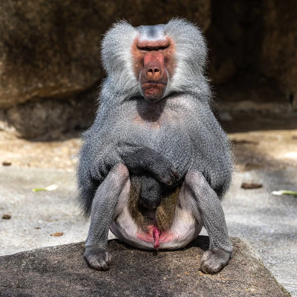 The hamadryas baboon, Papio hamadryas is a species of baboon, being native to the Horn of Africa and the southwestern tip of the Arabian Peninsula.