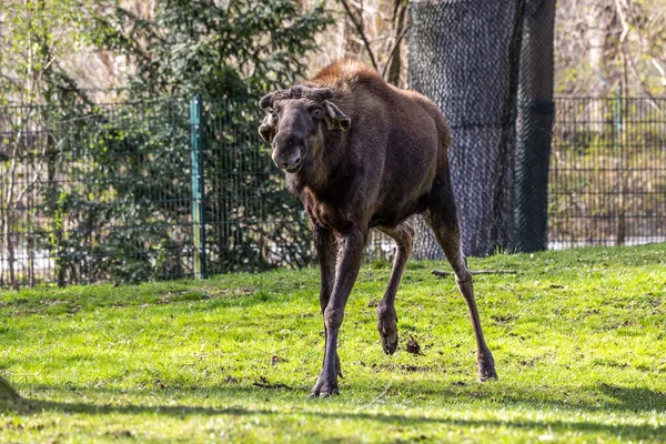 Alces Alces También Conocido Como Alce Vida Silvestre Animal — Foto de Stock